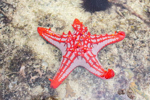 Red star fish under water surface. Marine life. Starfish on sand. Underwater life. Nature in Tanzania  Zanzibar. Coral and reef animals. Tropical nature close up. Summer holidays.