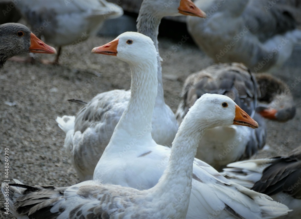 Goose on the farm together nature background
Goose on the farm together nature background