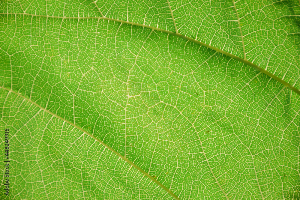Abstract green leaf texture close-up for background Abstract green leaf texture close-up for background