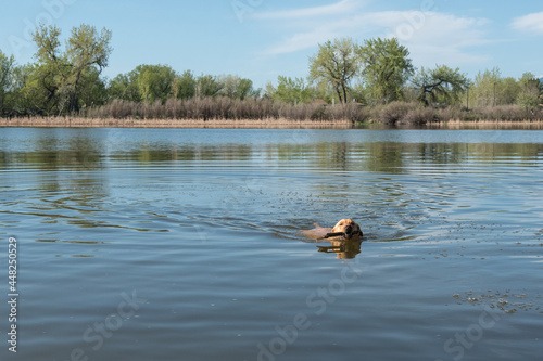 Fotografia Golden Retriever Fetching a Stick in the Lake