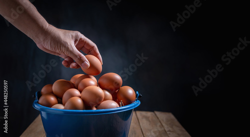 Obraz na plátne Male farmer hand holding chicken egg and placing on blue egg bucket on dark background