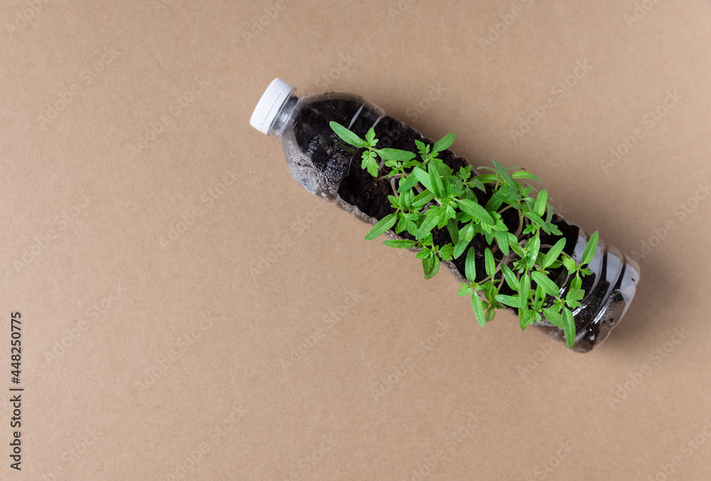 Naklejka premium Set of young tomato seedlings in recycled plastic bottles.environmental awareness is important to save our planet