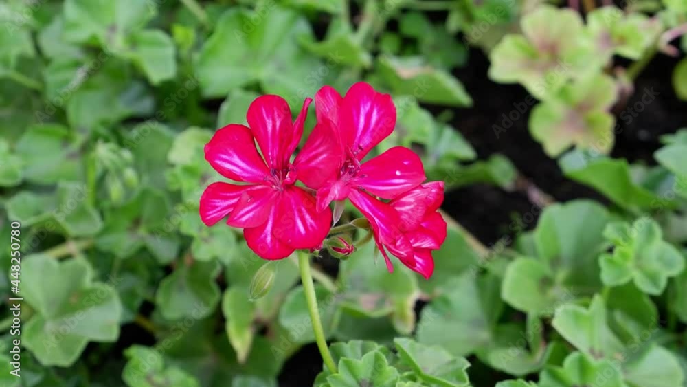 Pink flower on a blurred background. Pink flower on a blurred background.