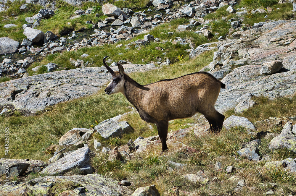 Chamois du Parc National du Mercantour Chamois du Parc National du Mercantour