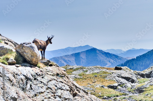 Chamois du Parc National du Mercantour