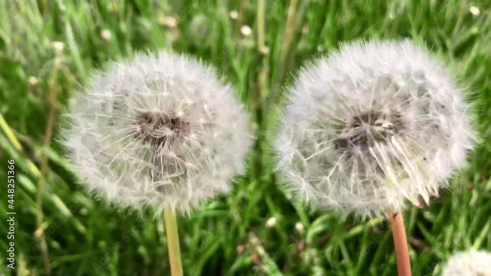 Two dandelions rotate around an axis on a background of green grass on sunny day. Don't tear your eyes off. The concept of relaxation. Soft focus Two dandelions rotate around an axis on a background of green grass on sunny day. Don't tear your eyes off. The concept of relaxation. Soft focus