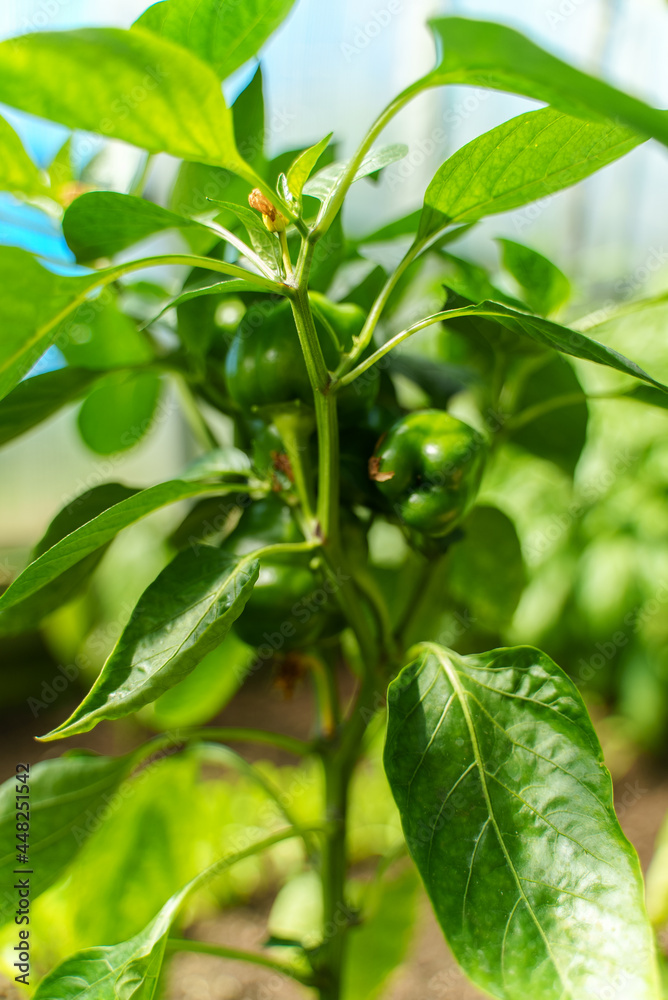 Organic green paprika in a greenhouse. Organic green paprika in a greenhouse.