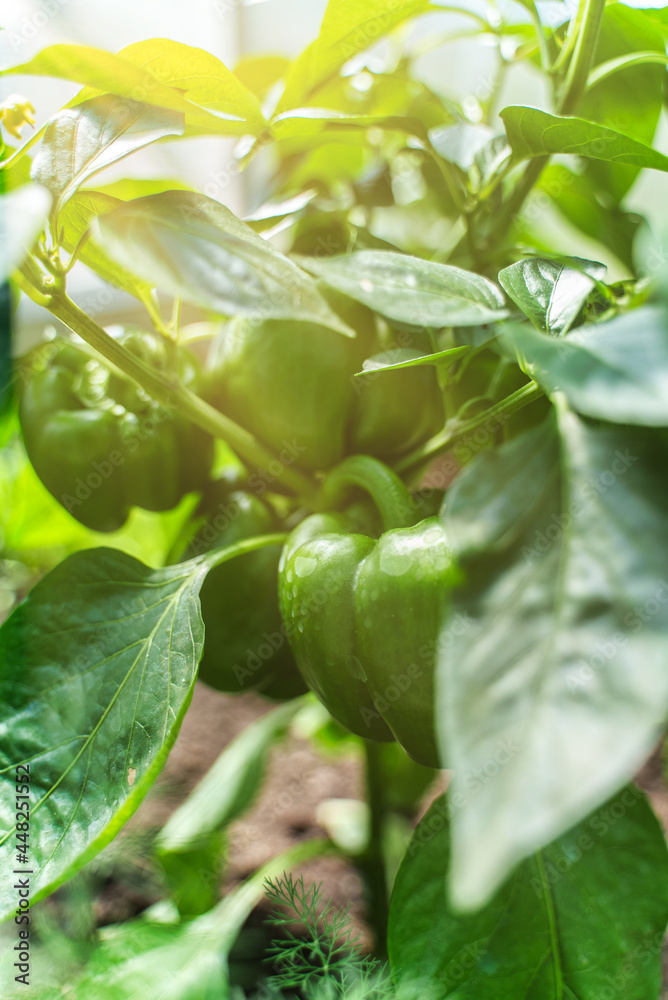 Organic green paprika in a greenhouse. Organic green paprika in a greenhouse.