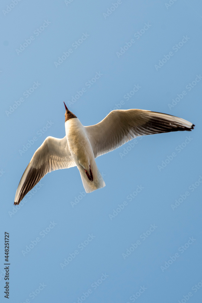 Obraz premium seagull in flight