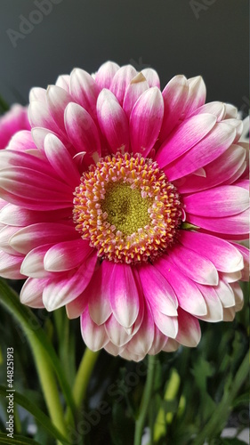Close up of pink and white gerbera flower