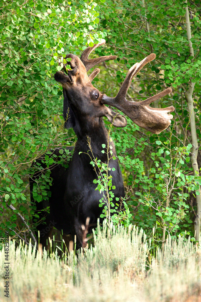 A bull moose nibbles on aspen tree leaves. A bull moose nibbles on aspen tree leaves.