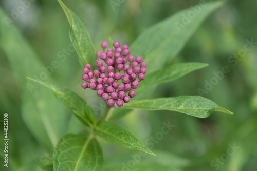 Cinderella Butterfly Weed Buds
