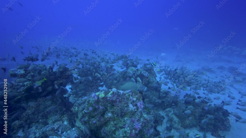 camera approaches a napoleon wrasse - maui wrasse - bumphead wrasse on a tropical reef amongst other tropical reeffish.Colorful tropical reef fish camera approaches a napoleon wrasse - maui wrasse - bumphead wrasse on a tropical reef amongst other tropical reeffish.Colorful tropical reef fish