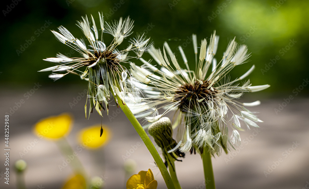 Blühten von Wiesenblumen auf der Wiese Blühten von Wiesenblumen auf der Wiese