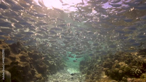 Beautiful scenic backlight shot of a school of fish resting in shallow water of a tropical coral reef. Shot against the water surface and the sun. photo