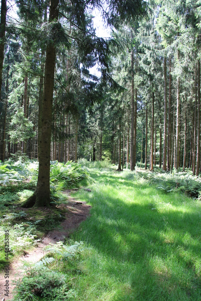 Fototapeta premium Wanderung auf dem Nordpfad Federlohmühlen im Landkreis Rotenburg Wümme | Waldpfade