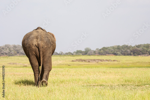 An elephant walks away into the vast Minneriya National Park in Sri Lanka.