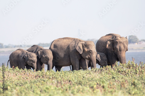 Elephant gathering at Minneriya in Sri Lanka.