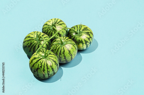 Creative minimalist concept idea. Ripe watermelons on a branch on a blue background with copy space.