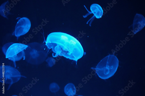 jellyfish in the water © Stephen