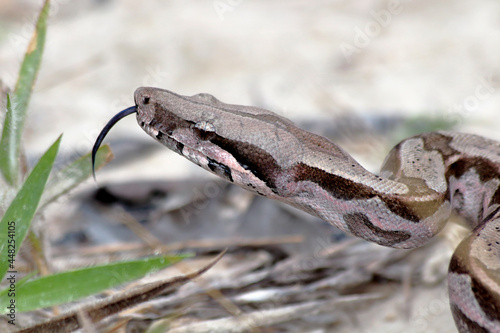 red-tailed boa (good constrictor) in attack position