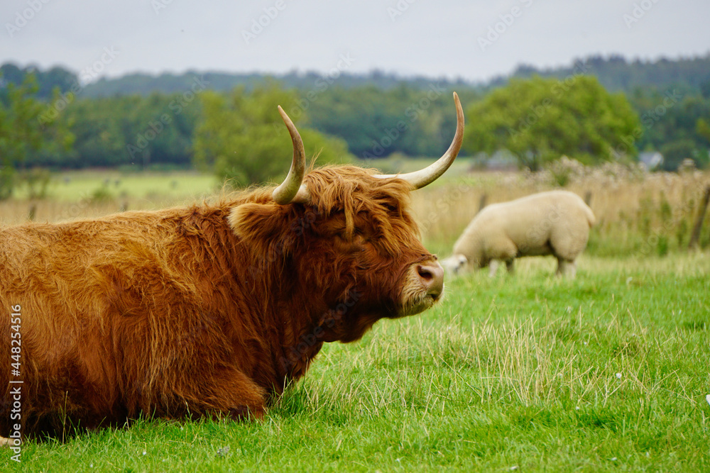 scottish highland cow