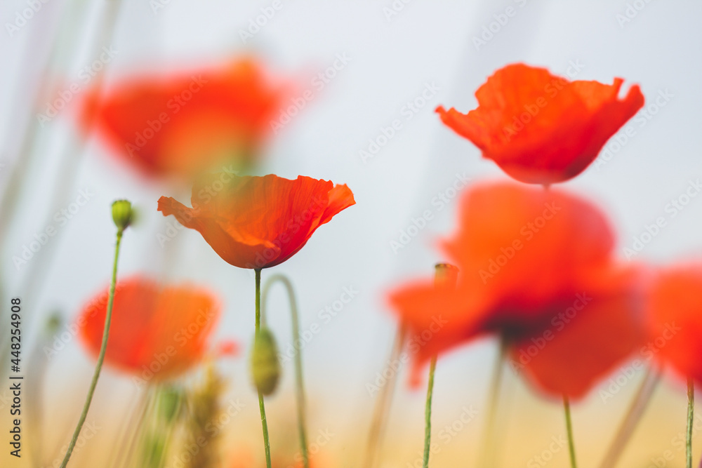 Obraz premium Mohnblumen im Getreidefeld