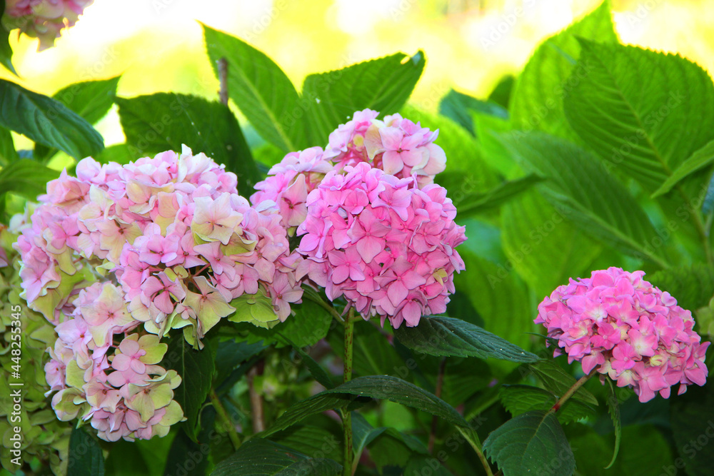 A hydrangea bush blooming with pink flowers.Hydrangeas in the garden in summer A hydrangea bush blooming with pink flowers.Hydrangeas in the garden in summer
