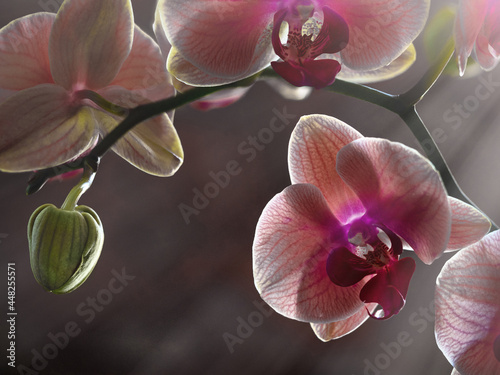 Beautiful orchid in sunlight