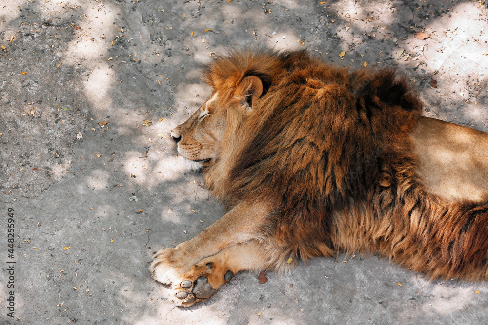 Naklejka premium Lion resting in zoological garden