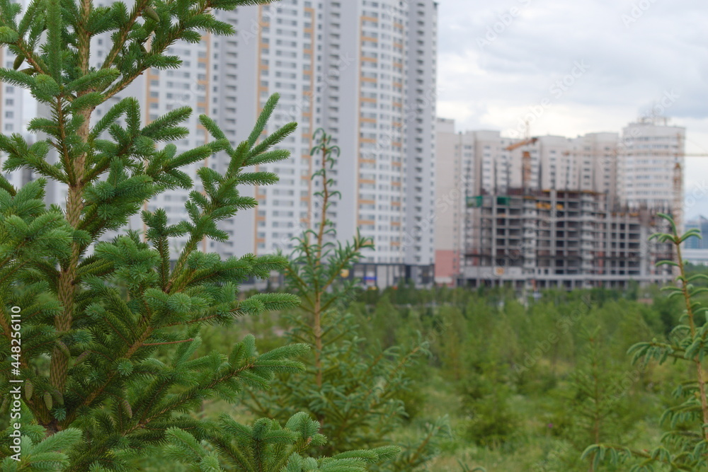 Pine tree on the background of buildings