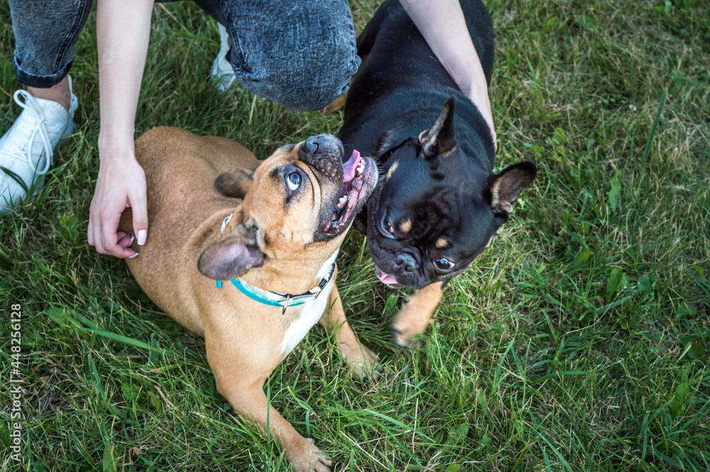 Two French Bulldogs lie on the green grass side by side. Portrait of two dogs Two French Bulldogs lie on the green grass side by side. Portrait of two dogs