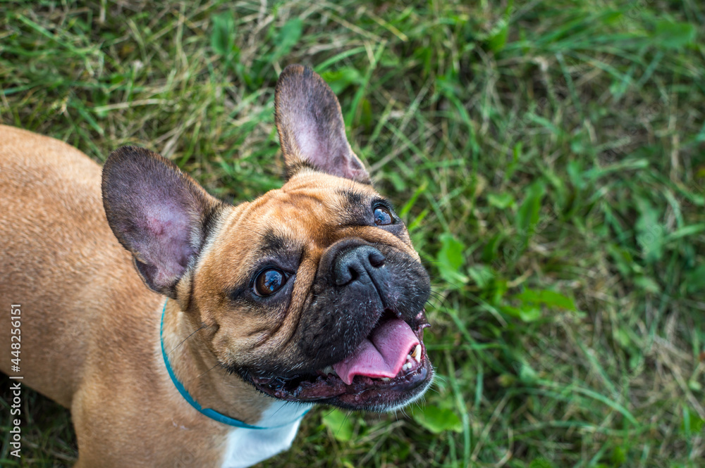 Portrait of a french bulldog on green grass in the park close-up