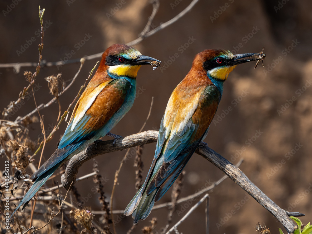 Fototapeta premium Bee-eaters