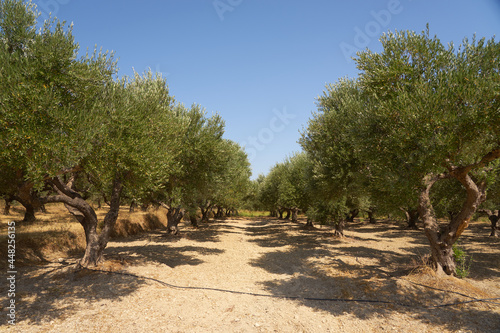 Olive trees in an olive grove in Crete.