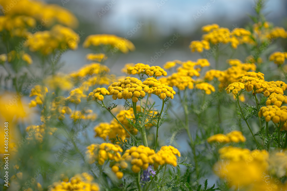 Obraz premium Tanacetum vulgare or tansy flowers near a lake