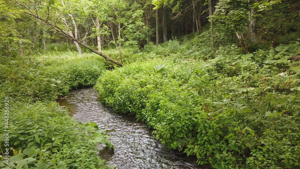 Obraz premium 神の子池 阿寒摩周国立公園 北海道