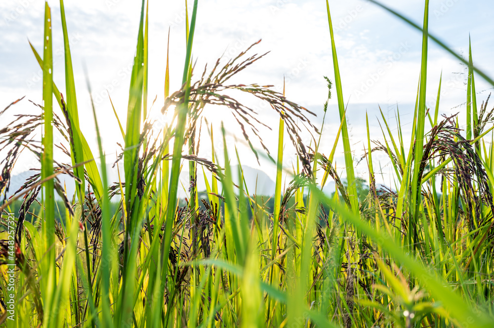 Obraz premium Riceberry rice in field