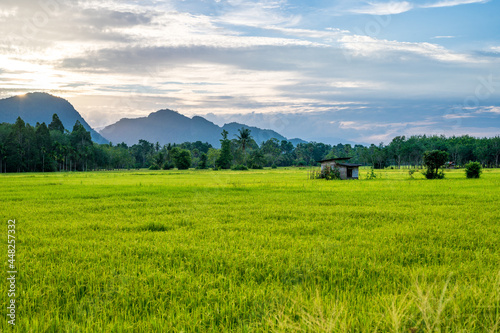 Landscape of rice field in south of Thailand