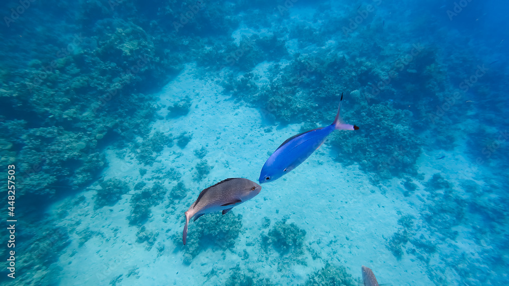 gray and blue tropical fish met each other at the bottom of the blue sea.