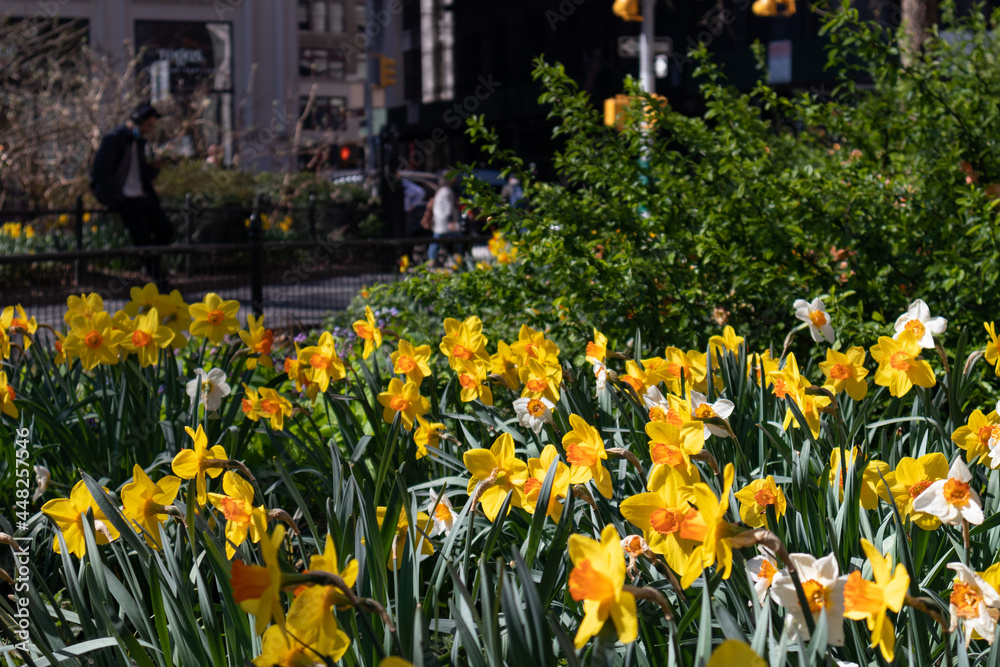 Yellow Daffodils at Madison Square Park in the Flatiron District of New York City during the Spring