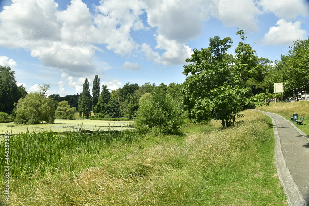 Hautes herbes et roseaux longeant l'un des étang du parc de Woluwe à Woluwe-St-Pierre 