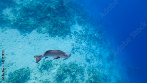 huge tropical fish with silvery scales swim along the bottom of the sea in search of prey. © Roman