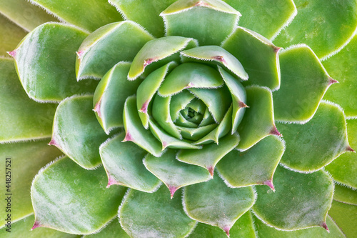 Sempervivum tectorum is a perennial herbaceous plant of the genus of the same name