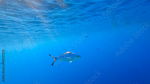 the sun's rays of light make their way across the surface of the sea, illuminating blue fish swimming underwater © Roman