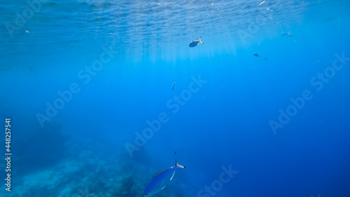 the sun's rays of light make their way across the surface of the sea, illuminating blue fish swimming underwater