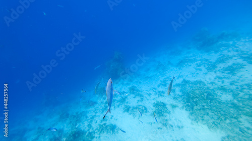 it is the seabed, on which corals can be seen and small tropical fish swim.