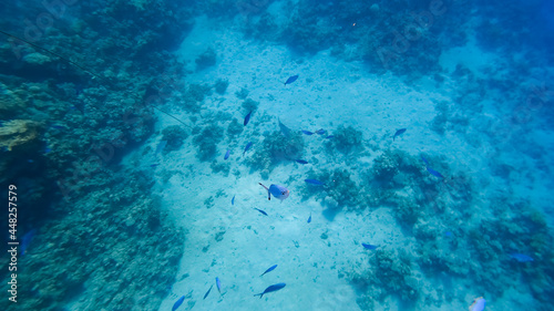 top-down view, on the background of the seabed near the coral, a variety of tropical fish swim.