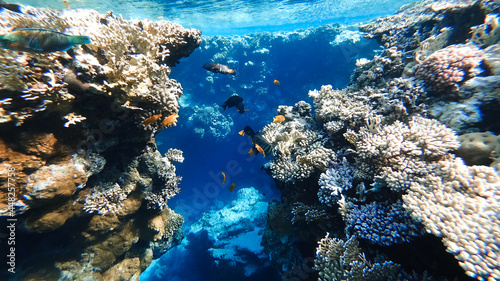 many colorful tropical fish swim near the coral at the bottom of the red sea.