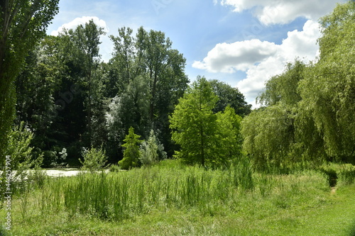 La végétation rendue sauvage à proximité d'un des étangs du parc de Woluwe à l'est de Bruxelles 
